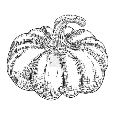 Pumpkin, symbol of harvest and Thanksgiving Day season. Pumpkin or gourd for basket decoration. Holiday Autumn festive drawing. Hand drawing sketch for celebration of fall. Vector.