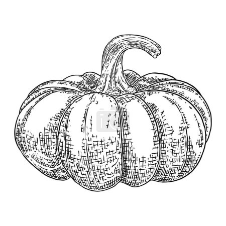 Pumpkin, symbol of harvest and Thanksgiving Day season. Pumpkin or gourd for basket decoration. Holiday Autumn festive drawing. Hand drawing sketch for celebration of fall. Vector.