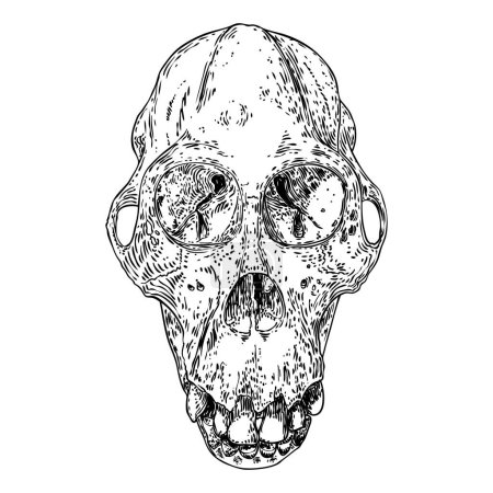 Illustration for Orangutan skull or Orang-utan skull, monkey skull hand drawn, isolated on white. Drawing sketch of the skull of great ape. Witchcraft, Halloween, occultism, mythology and folklore attribute. Vector. - Royalty Free Image