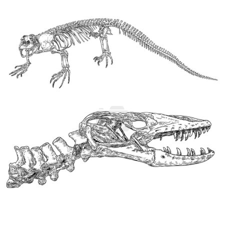 Komodo esqueleto de lagarto dragón y cráneo. Anguimorfos con dientes grandes. Monitores de agua, monstruo gila o gusanos lentos. Huesos de cabeza y cuerpo de reptil. Monitor de agua asiático o Varanus. Vector.