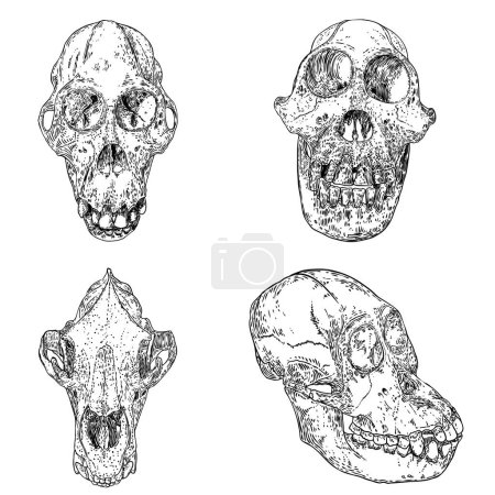 Illustration for Magic animal bones design elements set. Hand drawn sketch for magician collection. Witchcraft spell symbols, wolf or dog coyotes, Orangutan, Orang-utan, monkey ape. Vector. - Royalty Free Image