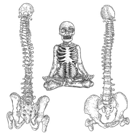 Human spine bones anatomy with Intervertibral disks, Cervical, Thoracic, Lumbar vertebrae and Pelvis Sacrum Ilium Oschium, Coccyx bones. Hand drawing sketch. Vector.