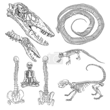 Ensemble d'éléments de symbole d'alchimie. Squelettes et crânes os d'humains et d'animaux, lézard dragon Komodo, épines, côtes de serpent, porc-épic. Occultisme spirituel et chimie, croquis magique. Dessin à la main vecteur.