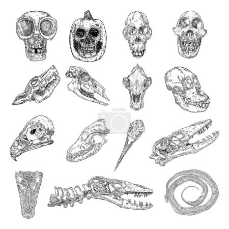Téléchargez les illustrations : Crânes d'animaux morts, y compris lézard dragon Komodo. Dessin stylisé d'os d'orang-outan. Crâne décoratif dessiné de coyote ou de loup. Sorcellerie, attribut magique vaudou. Halloween. Vecteur - en licence libre de droit