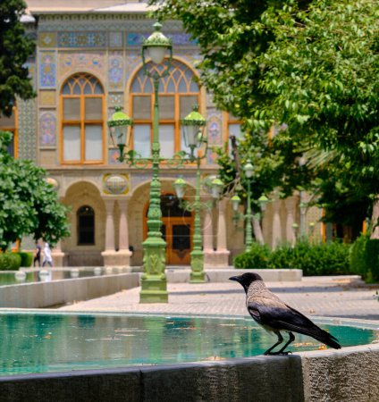 Bird in Golestan Palace. Water pond and huge crow blackbird (corvine) Golestan Palace, Tehran, Iran.