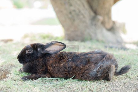 Téléchargez les photos : Lapin dormir sur le sol, lapin animal de compagnie, holland lo - en image libre de droit