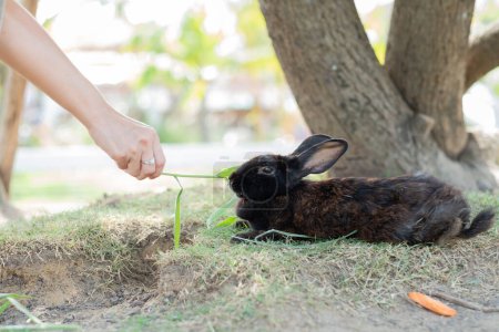 Téléchargez les photos : Lapin, lapin avec fond flou, animal - en image libre de droit