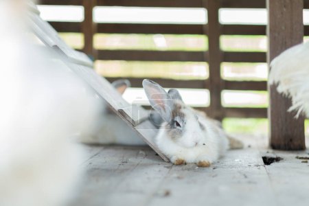 Téléchargez les photos : Lapin dormir sur le sol, lapin animal de compagnie, holland lo - en image libre de droit