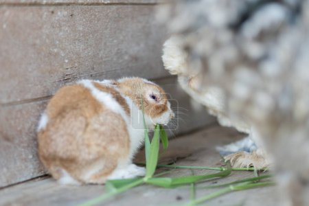 Téléchargez les photos : Lapin, lapin avec fond flou, animal - en image libre de droit