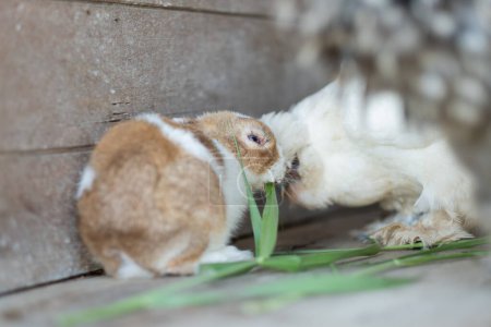 Téléchargez les photos : Lapin manger de l'herbe avec fond bokeh, lapin animal de compagnie, holland lo - en image libre de droit