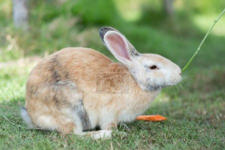 rabbit eating grass with bokeh background, bunny pet, holland lo