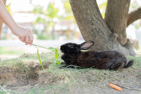 lapin manger de l'herbe avec fond bokeh, lapin animal de compagnie, holland lo
