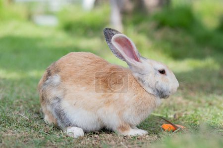 rabbit eating grass with bokeh background, bunny pet, holland lo