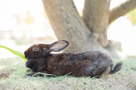 rabbit sleep on ground, bunny pet, holland lo