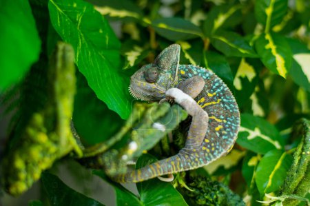 chameleon with blur background, predato