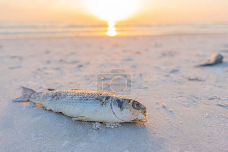 Téléchargez les photos : La marée rouge. Poissons morts sur la plage Golfe du Mexique. Floride catastrophe naturelle. Odeur puante ou mauvaise, pourrie, putride sur la plage ou le rivage de l'océan. Marée rouge dangereuse pour les personnes et les animaux. Floride nouvelles - en image libre de droit