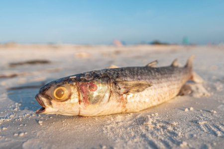 Téléchargez les photos : La marée rouge. Poissons morts sur la plage Golfe du Mexique. Floride catastrophe naturelle. Odeur puante ou mauvaise, pourrie, putride sur la plage ou le rivage de l'océan. Marée rouge dangereuse pour les personnes et les animaux. Floride nouvelles - en image libre de droit