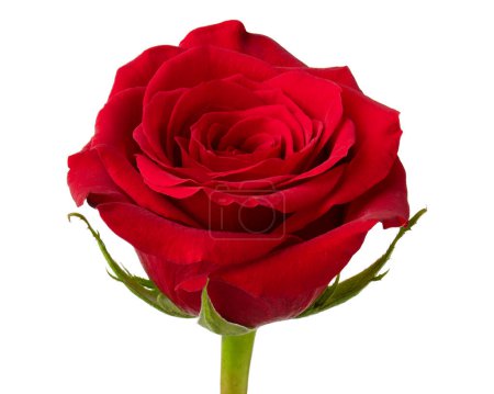 Red rose. Rose flower. Flowers for florist shop. Plant petals. Good for bouquet on wedding, marriage, anniversary, celebration birthday, dating, valentine day or greeting card. Isolated background.