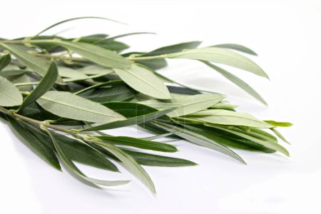 Photo for Fresh olive branch on white background close up. - Royalty Free Image