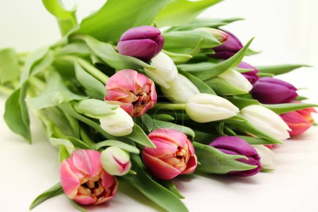 Photo for Close-up of multicolored tulips flowers. - Royalty Free Image
