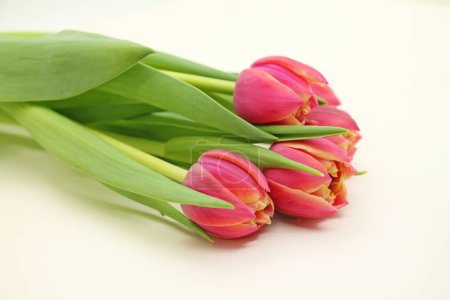 Photo for Bouquet of fresh pink tulips close-up. - Royalty Free Image