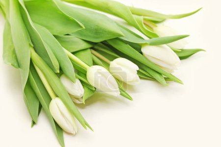 Photo for Bouquet of fresh white tulips close-up. - Royalty Free Image