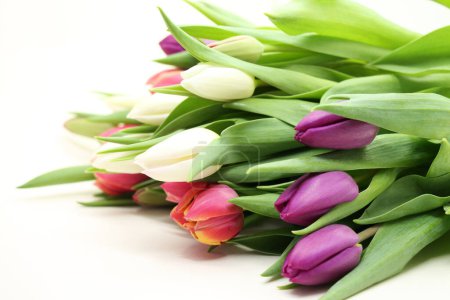 Photo for Close-up of multicolored tulips flowers. - Royalty Free Image