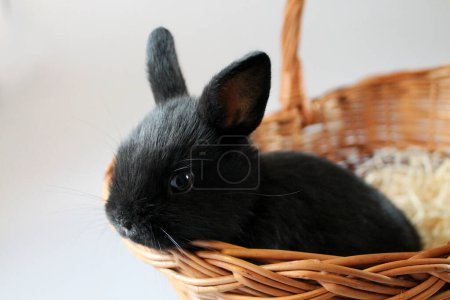 Photo for Little black rabbit in a basket close-up. - Royalty Free Image