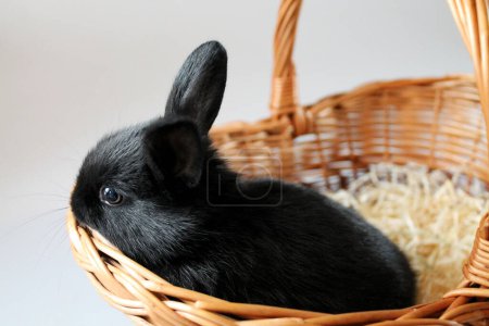 Photo for Little black rabbit in a basket close-up. - Royalty Free Image
