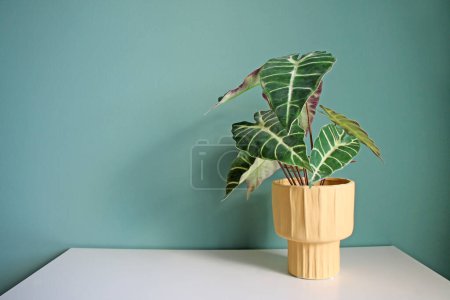 Photo for Artificial home plant on a white table. Space for your text. - Royalty Free Image
