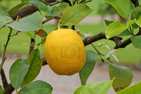 Photo for Ripe lemon fruits growing in the garden close-up. - Royalty Free Image