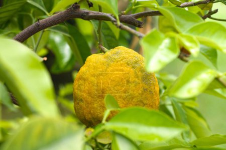 Frutas bergamotas que crecen en el jardín de cerca.