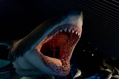 Photo for Shark. Shark head and big jaw. - Royalty Free Image