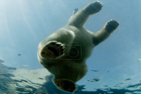 Polar bear. A polar bear lies on a stone in the water. Poster 655377254