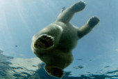 Polar bear. A polar bear lies on a stone in the water. Poster #655377254