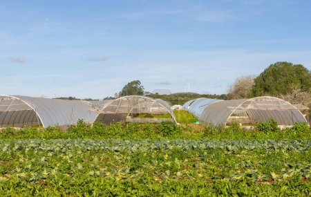 Üppiges landwirtschaftliches Feld mit Pflanzenreihen und Plastikgewächshäusern unter blauem Himmel