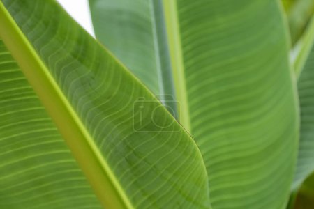 Téléchargez les photos : Le fond de trois feuilles vertes naturelles avec des nervures foliaires. Gros plan sur les feuilles de bananier. - en image libre de droit