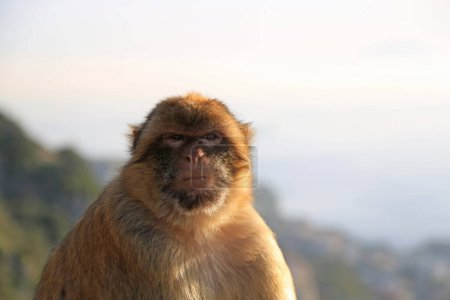 Téléchargez les photos : Portrait of the magot against the background of the sky and nature of Gibraltar. Monkey in the wild. - en image libre de droit