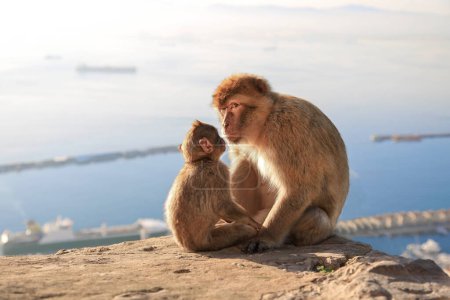 A mother of a Gibraltar magota with her child are sitting in the background of the sea. An adult monkey with a small child looks into the camera lens.  Gibraltar. Seascape.