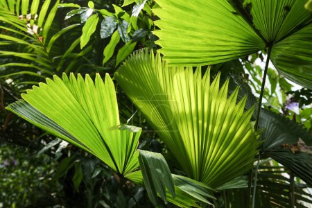 Téléchargez les photos : Feuilles de palmier Likouala éclairées par le soleil du jour dans le parc. Un fond de feuilles lumineuses naturelles de la plante Likouala. - en image libre de droit