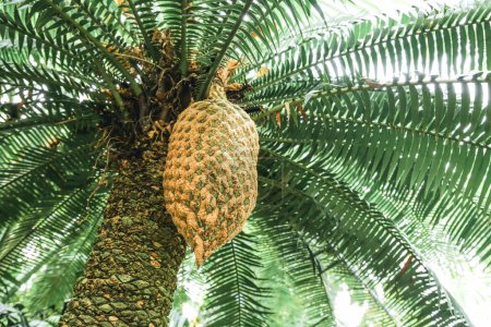 The Dioon spinulosum tree with a large hanging fruit. The large fruit of the Dioon spinulosum tree is hanging against a green branches. The image is taken from below.
