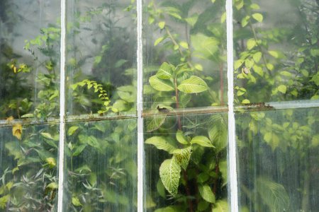 Téléchargez les photos : Vue de la fenêtre avec cadre de serre blanc peint en fer avec végétation verte luxuriante. - en image libre de droit