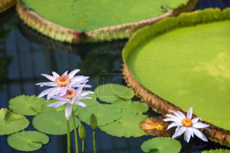Enormes hojas de la planta Victoria boliviana y flores de loto en púrpura están en la superficie del agua en el invernadero.