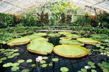 Gedecktes Gewächshaus mit Pflanzen, Blumen und Teich mit riesigen Blättern der Pflanze Victoria boliviana.