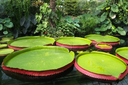 Téléchargez les photos : Une serre avec des plantes, des fleurs et un étang avec des feuilles géantes de la plante Victoria boliviana. - en image libre de droit