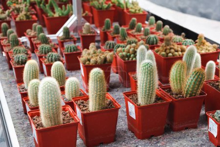 Téléchargez les photos : Différentes variétés de cactus en pots rouges sont en vente dans la boutique de fleurs. - en image libre de droit