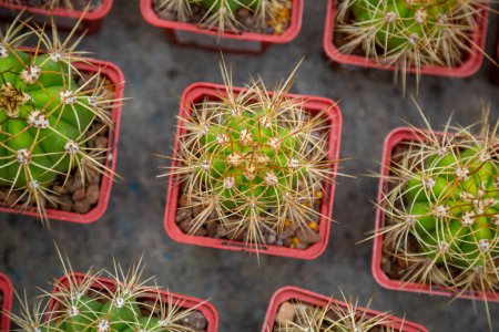 Téléchargez les photos : Des petits cactus verts Trichocereus candicans en pots rouges sont en vente dans la boutique de fleurs. Vue du haut. - en image libre de droit