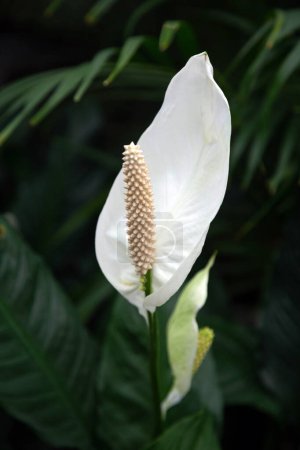 Photo for White Spathiphyllum flower bud on dark leaf background. Vertical image. - Royalty Free Image