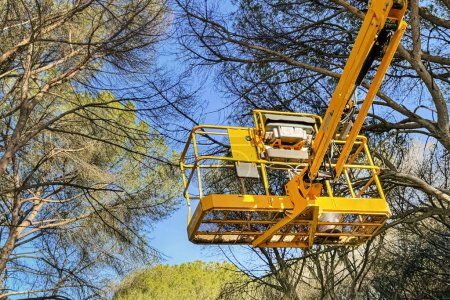 Foto de Primer plano de una máquina con cabina elevadora para podar árboles sobre el fondo de ramas y cielo azul. - Imagen libre de derechos