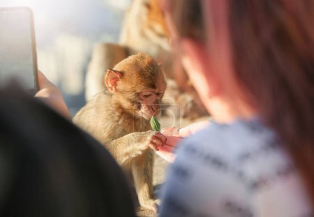A little monkey surrounded by people sniffs  with curiosity a leaf that a girl hands to her. Contact between humans and animals in nature. Gibraltar, United Kingdom.